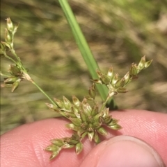 Juncus vaginatus (Clustered Rush) at Tuggeranong Hill - 18 Dec 2022 by Tapirlord