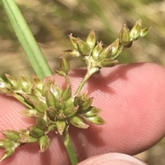 Juncus vaginatus at Conder, ACT - 18 Dec 2022