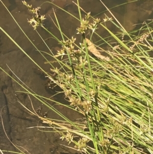 Juncus vaginatus at Conder, ACT - 18 Dec 2022