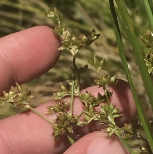 Juncus vaginatus at Conder, ACT - 18 Dec 2022