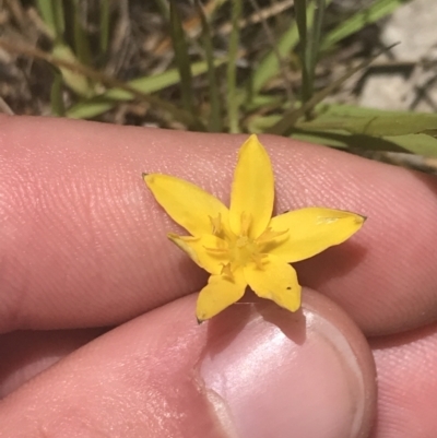 Hypoxis hygrometrica var. villosisepala (Golden Weather-grass) at Conder, ACT - 18 Dec 2022 by Tapirlord