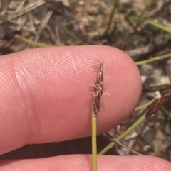 Eleocharis atricha (Tuber Spikerush) at Conder, ACT - 18 Dec 2022 by Tapirlord