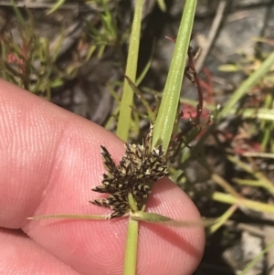 Cyperus sanguinolentus at Conder, ACT - 18 Dec 2022