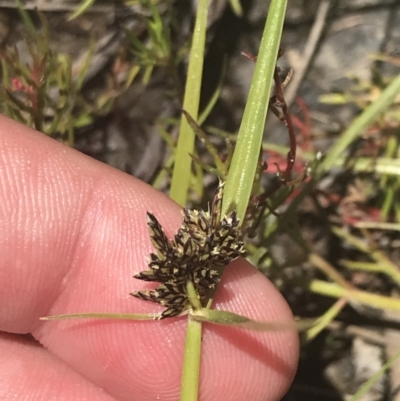 Cyperus sanguinolentus (A Sedge) at Tuggeranong Hill - 18 Dec 2022 by Tapirlord