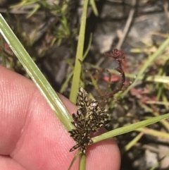 Cyperus sanguinolentus at Conder, ACT - 18 Dec 2022