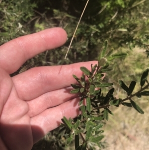 Pomaderris angustifolia at Conder, ACT - 18 Dec 2022 01:29 PM