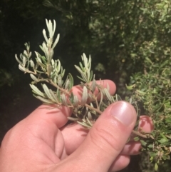 Pomaderris angustifolia at Conder, ACT - 18 Dec 2022