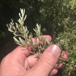 Pomaderris angustifolia at Conder, ACT - 18 Dec 2022