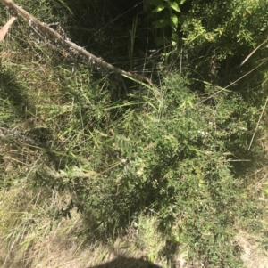 Pomaderris angustifolia at Conder, ACT - 18 Dec 2022