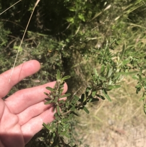 Pomaderris angustifolia at Conder, ACT - 18 Dec 2022