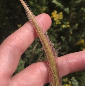 Dichelachne crinita at Conder, ACT - 18 Dec 2022