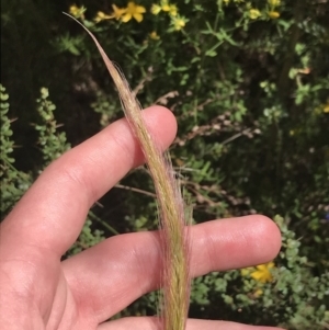 Dichelachne crinita at Conder, ACT - 18 Dec 2022