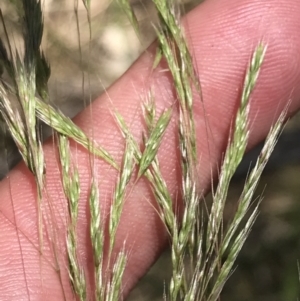 Lachnagrostis filiformis at Conder, ACT - 18 Dec 2022