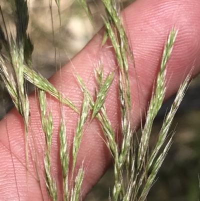 Lachnagrostis filiformis (Blown Grass) at Tuggeranong Hill - 18 Dec 2022 by Tapirlord