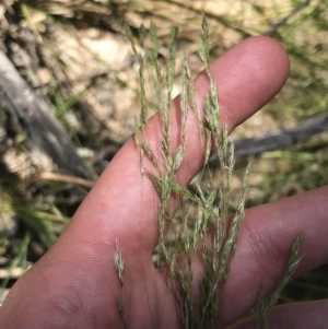 Lachnagrostis filiformis at Conder, ACT - 18 Dec 2022