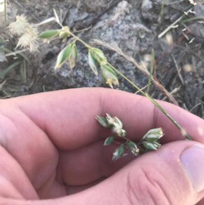 Rytidosperma carphoides (Short Wallaby Grass) at Conder, ACT - 18 Dec 2022 by Tapirlord