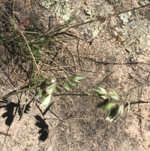 Rytidosperma carphoides at Conder, ACT - 18 Dec 2022 01:25 PM