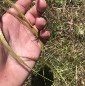 Dichelachne sp. at Conder, ACT - 18 Dec 2022