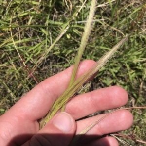 Dichelachne sp. at Conder, ACT - 18 Dec 2022