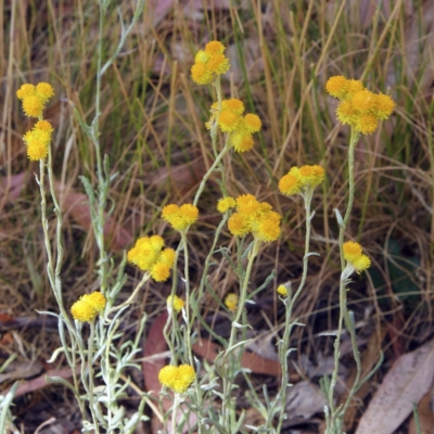 Chrysocephalum apiculatum (Common Everlasting) at Higgins Woodland - 15 Jan 2023 by MichaelWenke