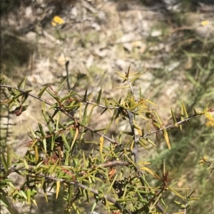 Acacia ulicifolia at Conder, ACT - 18 Dec 2022