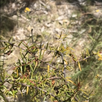 Acacia ulicifolia (Prickly Moses) at Conder, ACT - 18 Dec 2022 by Tapirlord