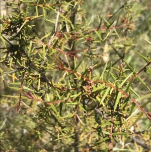 Acacia ulicifolia at Conder, ACT - 18 Dec 2022