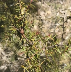 Acacia ulicifolia at Conder, ACT - 18 Dec 2022