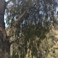 Amyema miquelii (Box Mistletoe) at Tuggeranong Hill - 18 Dec 2022 by Tapirlord