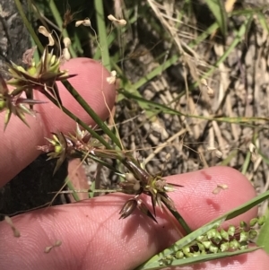 Juncus homalocaulis at Conder, ACT - 18 Dec 2022