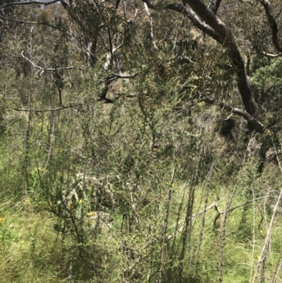 Bursaria spinosa subsp. lasiophylla (Australian Blackthorn) at Rob Roy Range - 18 Dec 2022 by Tapirlord