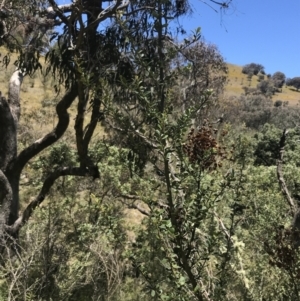 Bursaria spinosa subsp. lasiophylla at Conder, ACT - 18 Dec 2022