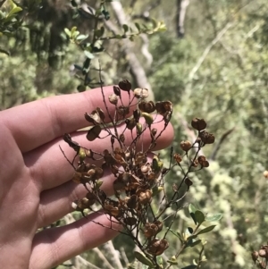 Bursaria spinosa subsp. lasiophylla at Conder, ACT - 18 Dec 2022