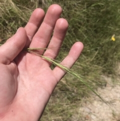 Anthosachne scabra (Common Wheat-grass) at Tuggeranong Hill - 18 Dec 2022 by Tapirlord