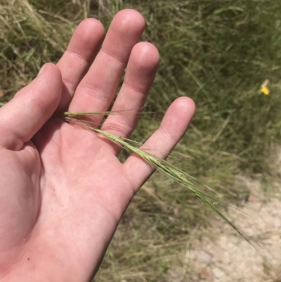 Anthosachne scabra (Common Wheat-grass) at Conder, ACT - 18 Dec 2022 by Tapirlord