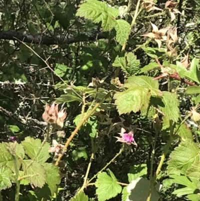 Rubus parvifolius (Native Raspberry) at Tuggeranong Hill - 18 Dec 2022 by Tapirlord