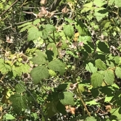 Rubus parvifolius at Conder, ACT - 18 Dec 2022 12:58 PM