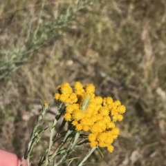 Chrysocephalum semipapposum (Clustered Everlasting) at Tuggeranong Hill - 18 Dec 2022 by Tapirlord