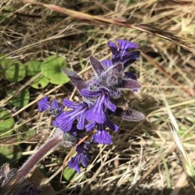 Ajuga australis (Austral Bugle) at Tuggeranong Hill - 18 Dec 2022 by Tapirlord