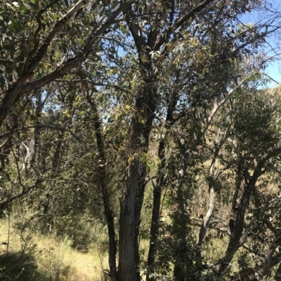 Eucalyptus dives (Broad-leaved Peppermint) at Tuggeranong Hill - 18 Dec 2022 by Tapirlord