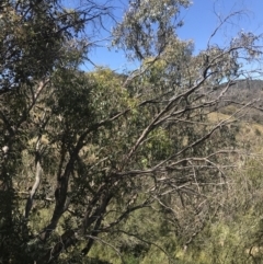 Eucalyptus dives at Tuggeranong Hill - 18 Dec 2022 12:52 PM