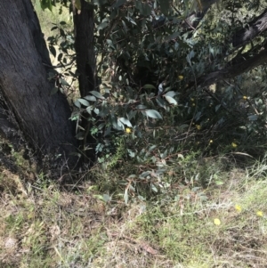 Eucalyptus dives at Tuggeranong Hill - 18 Dec 2022