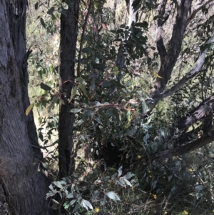 Eucalyptus dives at Tuggeranong Hill - 18 Dec 2022 12:52 PM