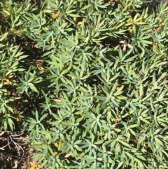 Astroloma humifusum (Cranberry Heath) at Conder, ACT - 18 Dec 2022 by Tapirlord