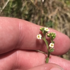 Hackelia suaveolens (Sweet Hounds Tongue) at Conder, ACT - 18 Dec 2022 by Tapirlord