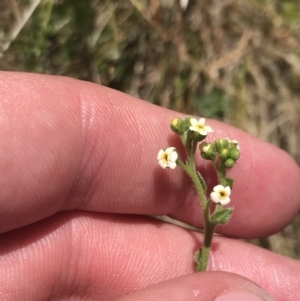 Hackelia suaveolens at Conder, ACT - 18 Dec 2022 12:50 PM