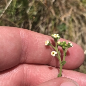 Hackelia suaveolens at Conder, ACT - 18 Dec 2022 12:50 PM