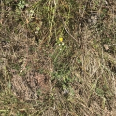 Hackelia suaveolens at Conder, ACT - 18 Dec 2022