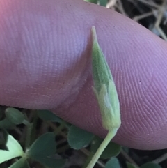 Oxalis perennans at Conder, ACT - 18 Dec 2022