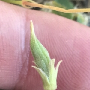 Oxalis perennans at Conder, ACT - 18 Dec 2022